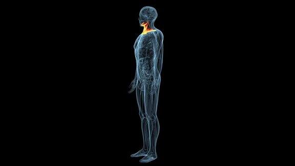 男性人体颈部肌肉解剖三维渲染