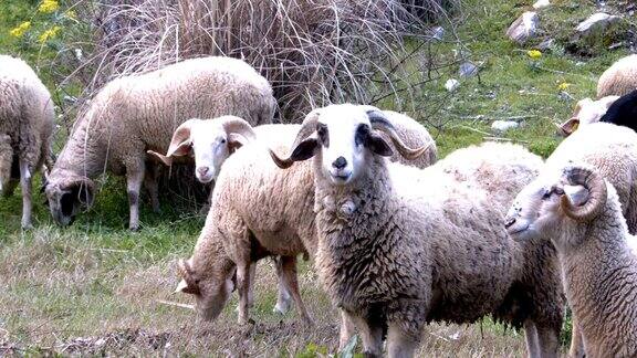 绵羊在新鲜的草地上吃草