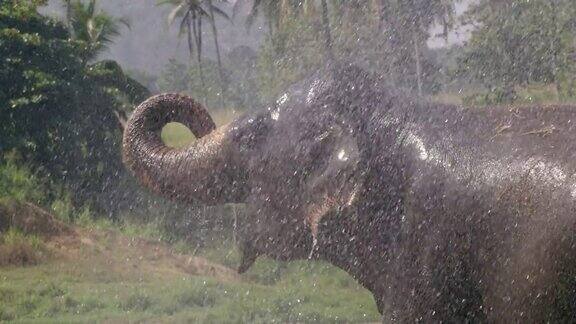斯里兰卡水喷洒在大象身上