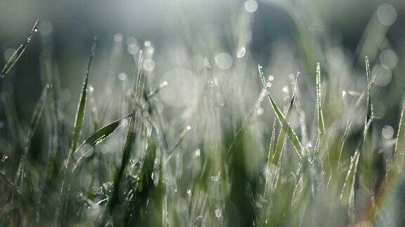 草地上的水滴晨露模糊的背景