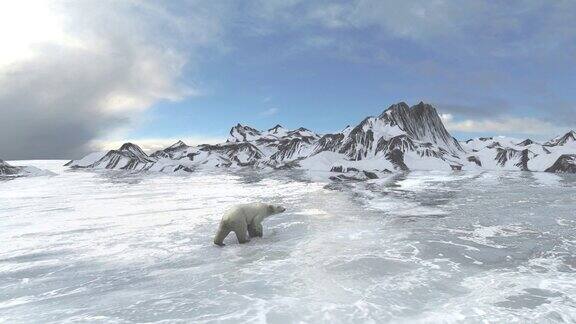 北极熊走在脆弱的冰冻海冰上