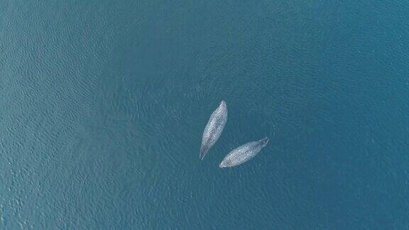 从空中俯视两只胖乎乎的斑点海豹漂浮在清澈湛蓝的海水上可爱的野生动物在自然环境