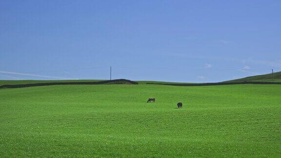 春天的一天两只肉牛在田野里吃草