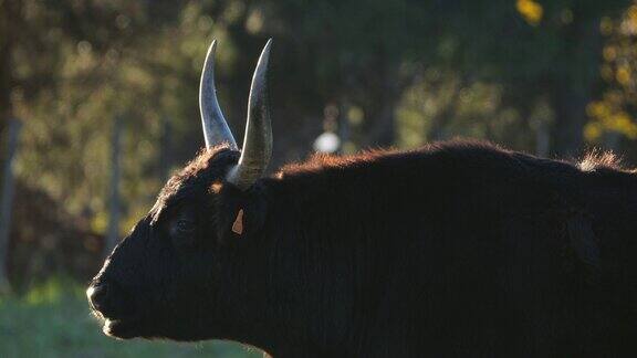 在田野里的Camargue牛(Bostaurus)