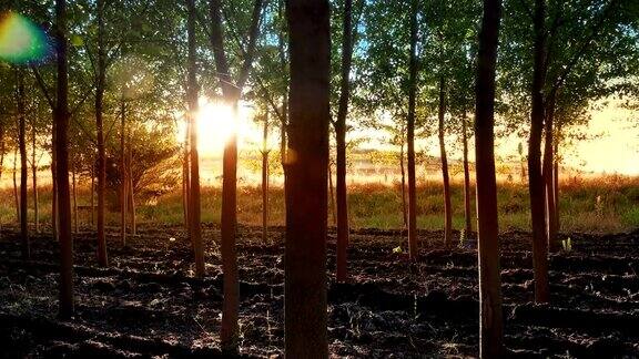 森林里美丽的春天早晨