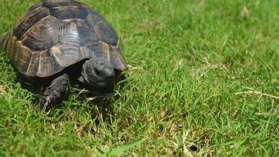 乌龟在绿色的草地上爬行