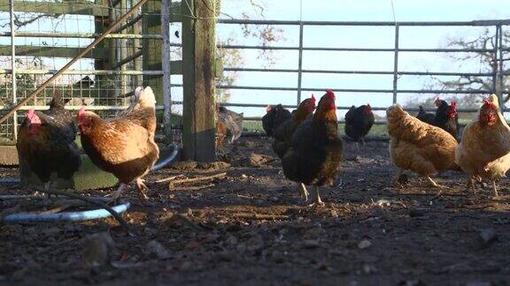 农场里一群快乐的放养鸡