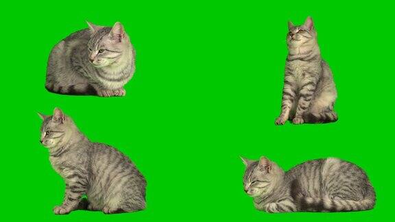 小猫在绿色背景屏幕设置