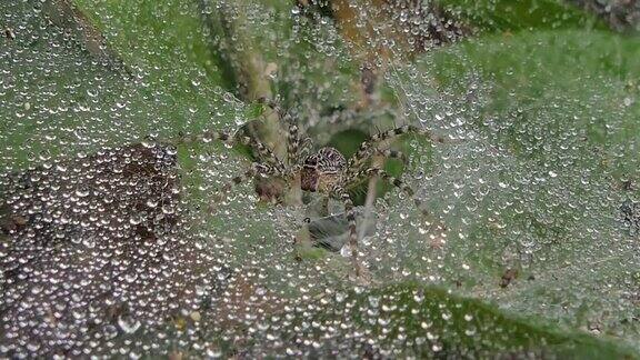 雨后湿蛛网上的蜘蛛