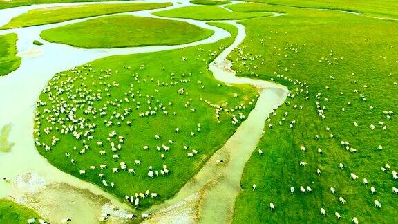 鸟瞰图羊农场与河流