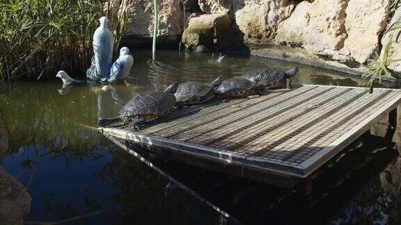 4只海龟在池塘里晒太阳4K