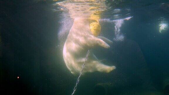 北极熊在自然栖息地