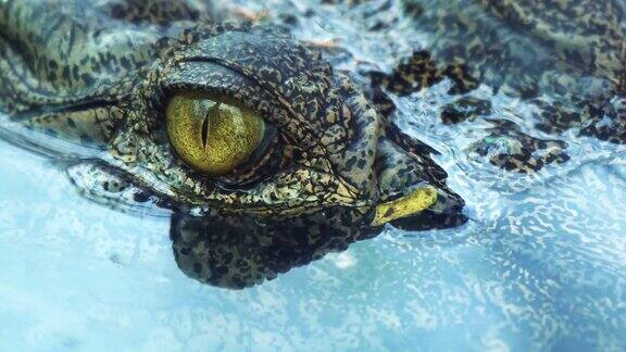 鳄鱼的眼睛会在潜水时眨眼或闭上眼睛