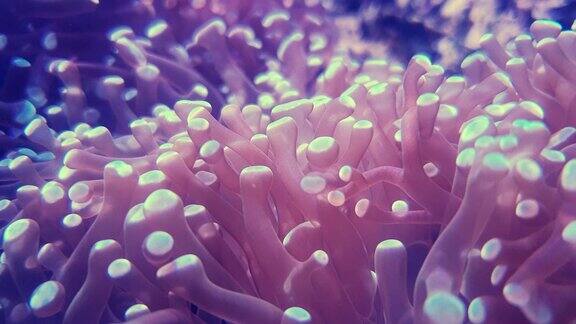 海底世界的海葵深海动物和珊瑚