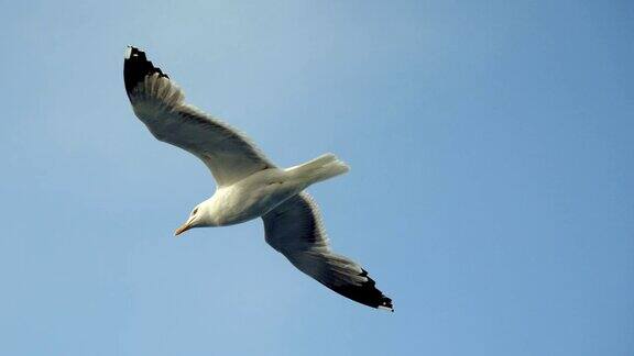 野生鸟类海鸥在地中海上空飞翔希腊4k