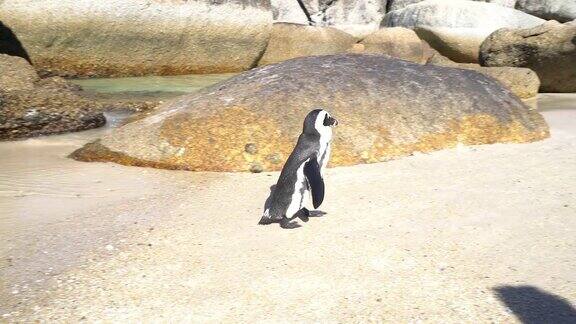 博尔德斯海滩的非洲企鹅