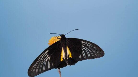 黄花上的鸟翅蝴蝶