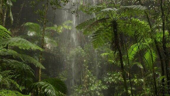 美丽的澳大利亚雨林瀑布