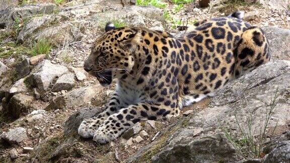 豹子躺在石头上