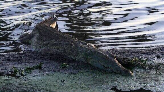 一只鳄鱼正在绿色黏糊糊的河岸上睡觉