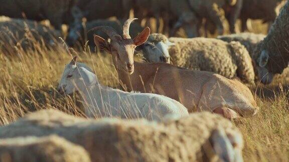 有角的山羊躺在草地上一群绵羊和山羊家畜在草地上吃草饲养山羊4k10位ProRes