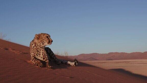 4K猎豹看着摄像机躺在纳米布沙漠的红色沙丘上