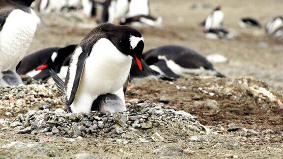 母亲的爱在南极帽带企鹅群中表现出来