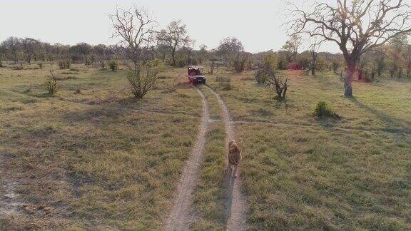 鸟瞰图上的雄狮走在道路上背景是一辆4x4狩猎车博茨瓦纳