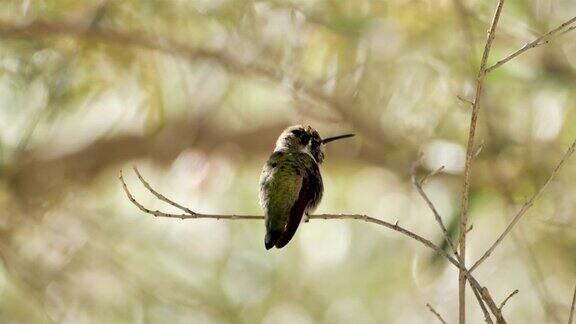 科斯塔的蜂鸟:亚利桑那州图森市