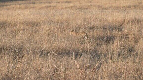 马赛马拉一只豹子穿过干燥的草丛
