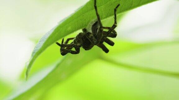 一只黑蜘蛛躲在随风摇曳的绿叶下