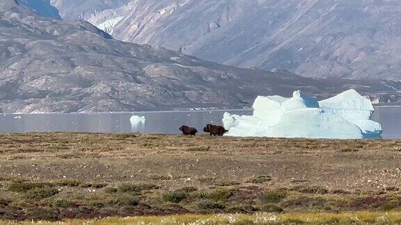 两只麝牛(Ovibosmoschatus)正在秘鲁的山区奔跑Scoresbysund格陵兰岛