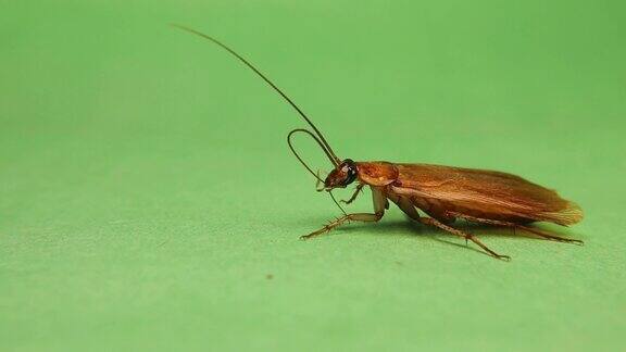 光滑的蟑螂会自己清洗绿色背景下雄性蟑螂正在仔细清洗自己的触角蟑螂清洁昆虫经常清洁自己昆虫孤立错误错误卫生、健康