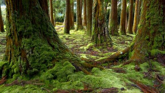 地上有青苔森林中有树干圣米格尔岛葡萄牙亚速尔群岛替身拍摄