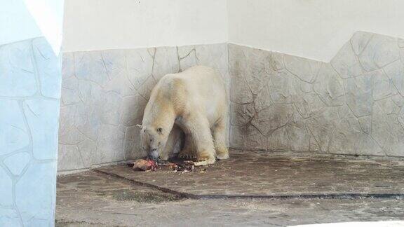 一只北极熊在动物园的围栏里吃鱼和肉