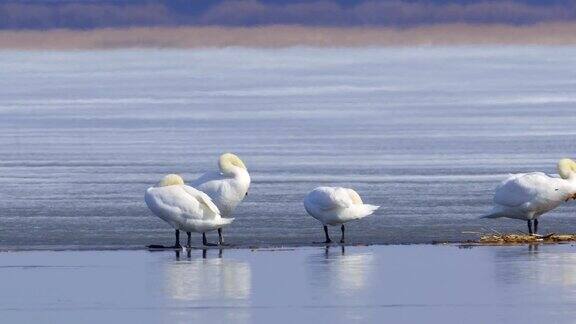 一群天鹅在春天的湖面上休息天鹅栖息在浮冰上刷着羽毛