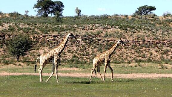 可爱的长颈鹿南非的野生动物