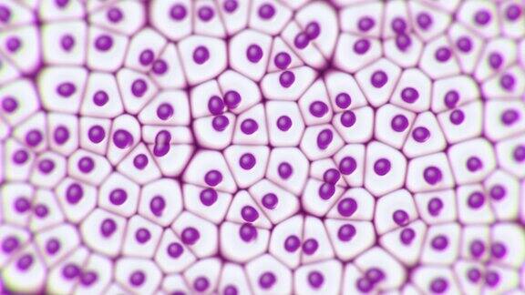 显微镜下肝细胞的动态疾病的研究、研究和治疗医疗生物和科学的4K胶片