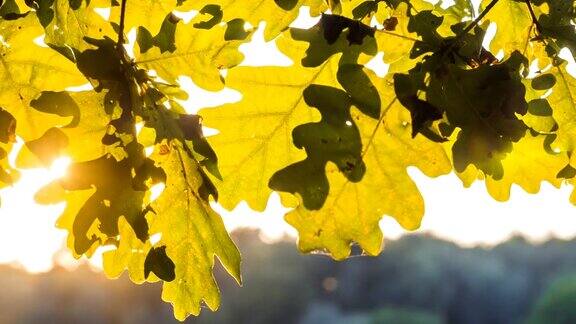 橡树的叶子靠近了阳光透过树叶照射下来笔移动