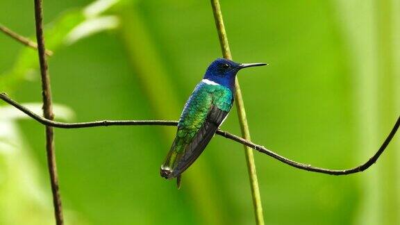 美丽的颜色蜂鸟在绿色的散焦背景