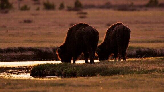 放牧野牛:黄石国家公园:拉马尔谷