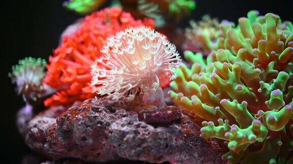海洋水族馆与美丽的珊瑚近距离