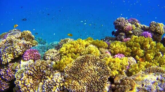 在红海的珊瑚礁上有许多五颜六色的鱼