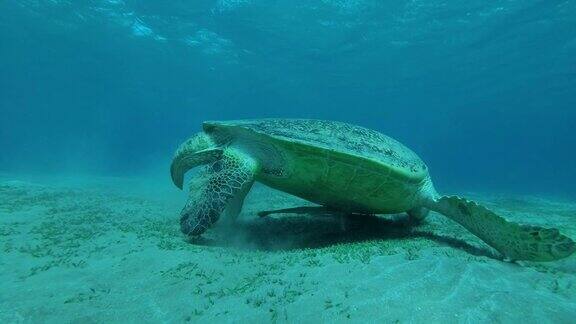 大绿海龟(Cheloniamydas)在沙地上吃海草的特写埃及红海