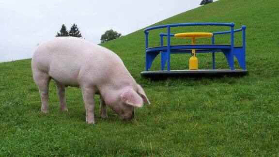 粉红猪在山上操场附近的绿色草地上散步和吃树根