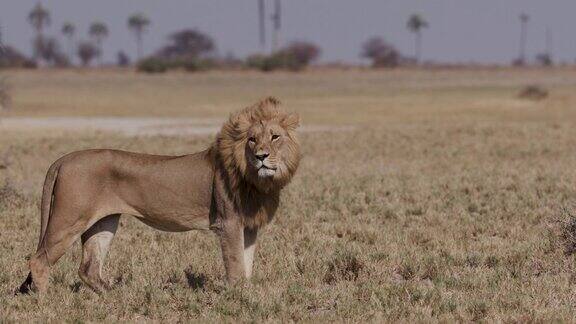 雄狮站在那里眺望博茨瓦纳的草原