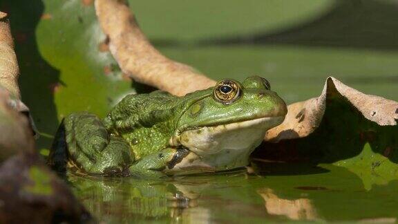 沼泽里的绿色沼泽蛙