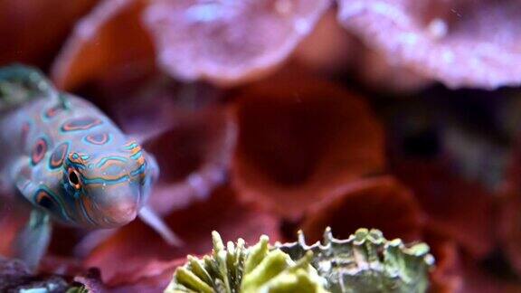 深海鳜鱼的特写镜头