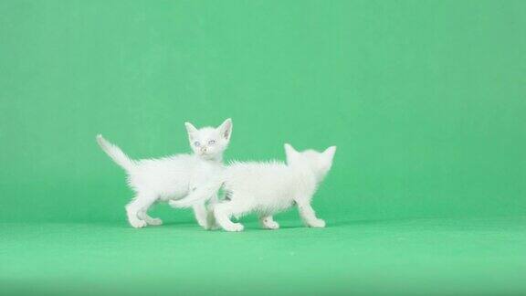 4K绿色屏幕上有两只白色小猫