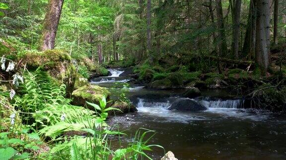 小溪流淌在绿色的森林里